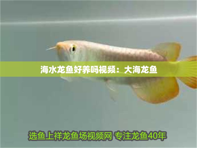 海水龍魚好養嗎視頻：大海龍魚