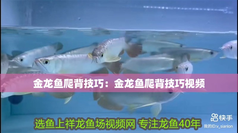 金龍魚爬背技巧：金龍魚爬背技巧視頻
