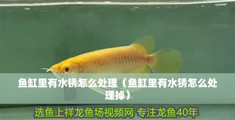 魚缸里有水銹怎么處理（魚缸里有水銹怎么處理掉）