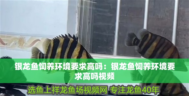 銀龍魚飼養環境要求高嗎：銀龍魚飼養環境要求高嗎視頻