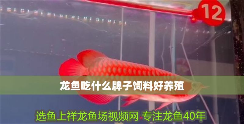 龍魚吃什么牌子飼料好養殖