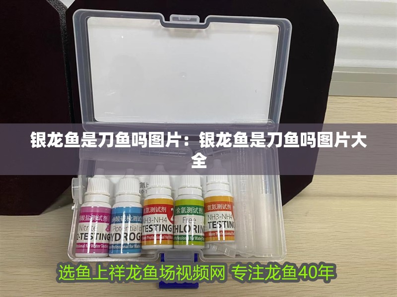 銀龍魚是刀魚嗎圖片：銀龍魚是刀魚嗎圖片大全