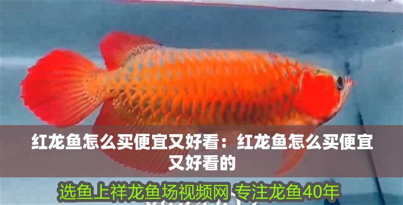 紅龍魚怎么買便宜又好看：紅龍魚怎么買便宜又好看的