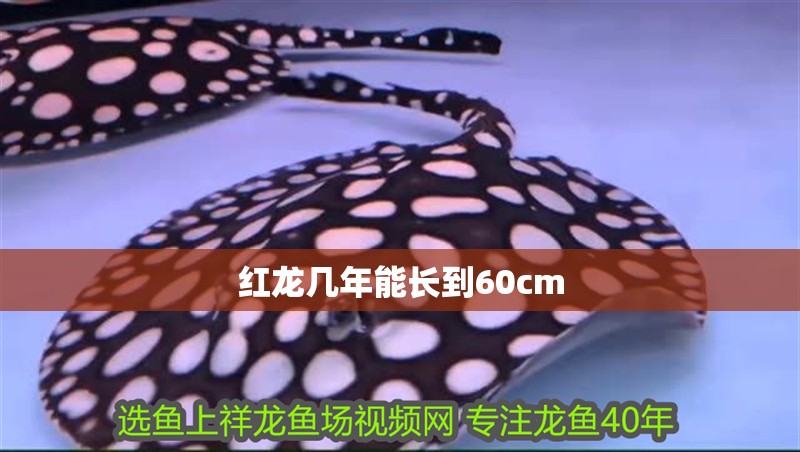 紅龍幾年能長到60cm