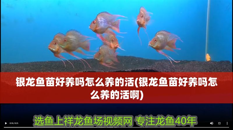 銀龍魚苗好養(yǎng)嗎怎么養(yǎng)的活(銀龍魚苗好養(yǎng)嗎怎么養(yǎng)的活啊)