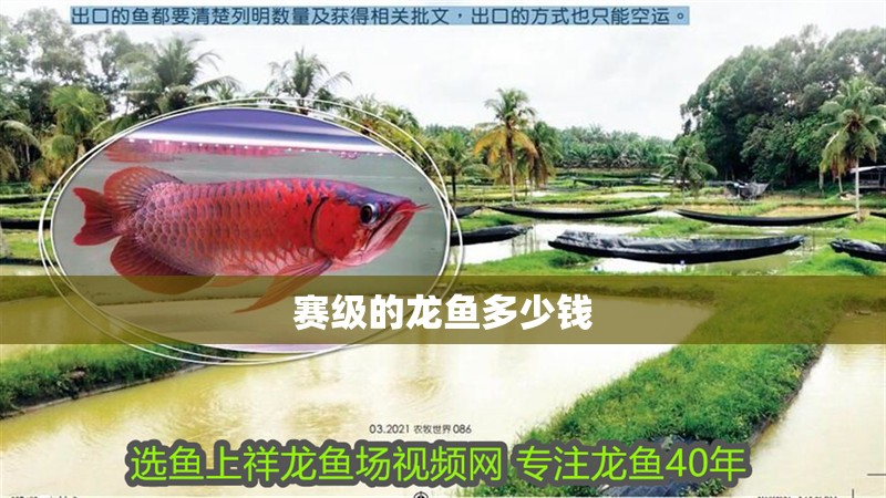 賽級的龍魚多少錢 賽級的龍魚多少錢 龍魚百科 第1張