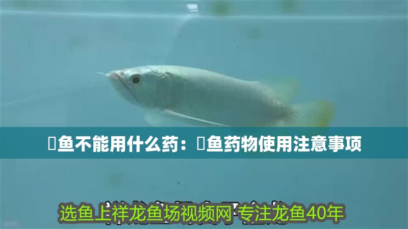 魟魚不能用什么藥：魟魚藥物使用注意事項