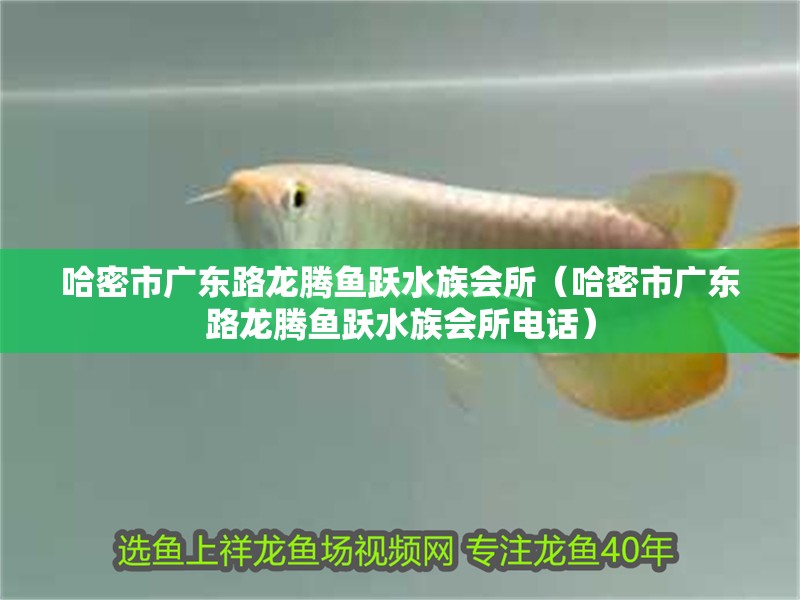 哈密市廣東路龍騰魚躍水族會所（哈密市廣東路龍騰魚躍水族會所電話）