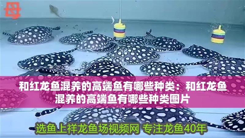 和紅龍魚混養的高端魚有哪些種類：和紅龍魚混養的高端魚有哪些種類圖片