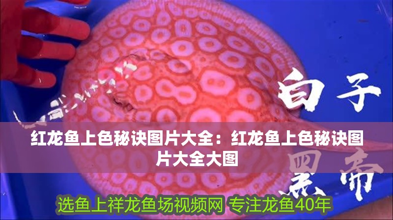 紅龍魚上色秘訣圖片大全：紅龍魚上色秘訣圖片大全大圖
