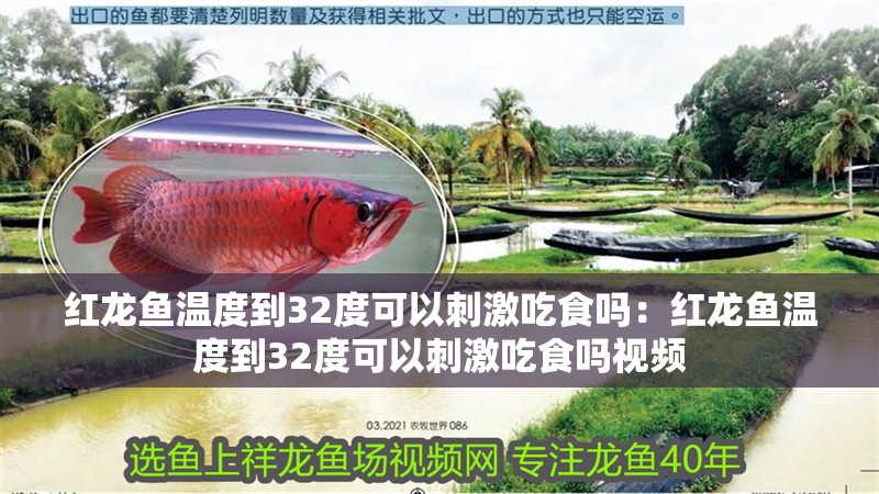 紅龍魚溫度到32度可以刺激吃食嗎：紅龍魚溫度到32度可以刺激吃食嗎視頻
