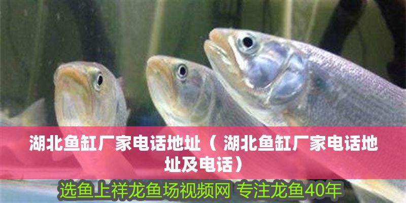 湖北魚(yú)缸廠(chǎng)家電話(huà)地址（ 湖北魚(yú)缸廠(chǎng)家電話(huà)地址及電話(huà)）