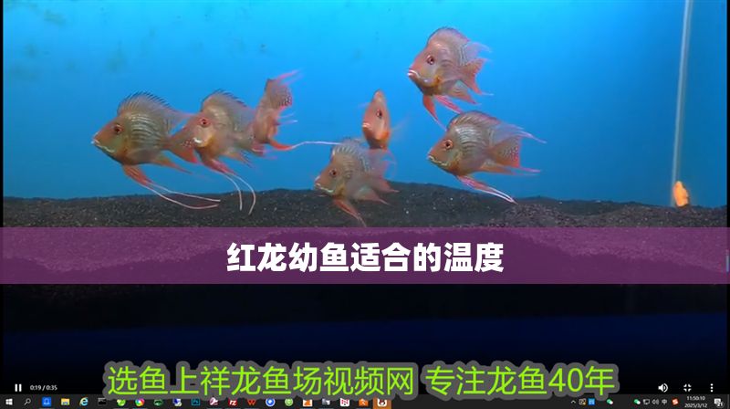紅龍幼魚(yú)適合的溫度