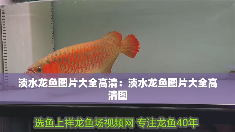 淡水龍魚圖片大全高清：淡水龍魚圖片大全高清圖