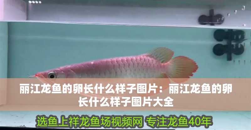 麗江龍魚的卵長什么樣子圖片：麗江龍魚的卵長什么樣子圖片大全