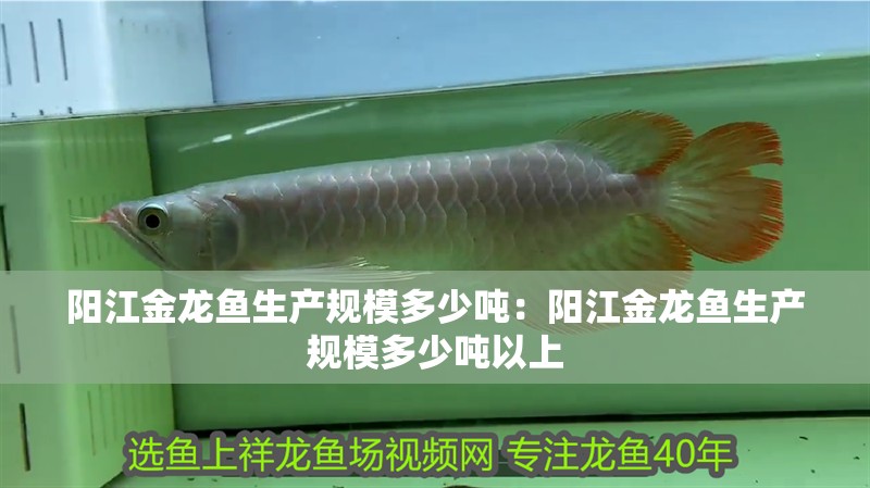 陽江金龍魚生產規模多少噸：陽江金龍魚生產規模多少噸以上