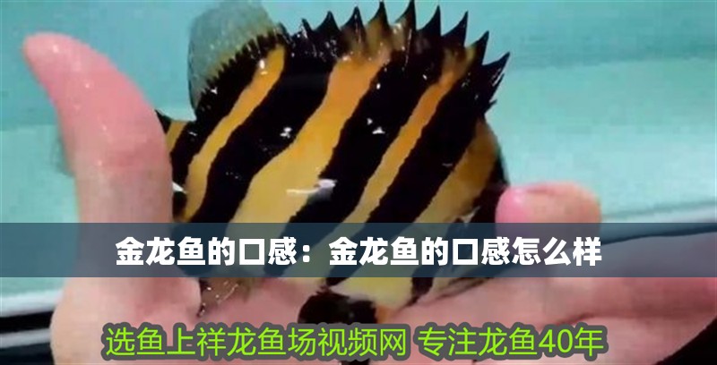 金龍魚的口感：金龍魚的口感怎么樣