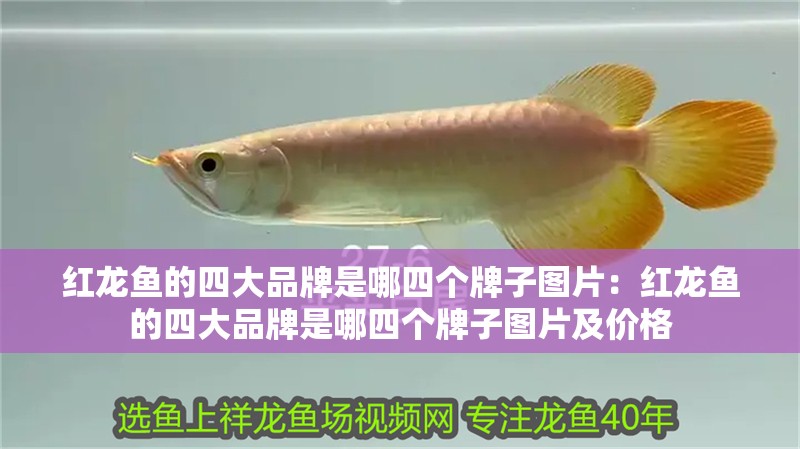 紅龍魚的四大品牌是哪四個牌子圖片：紅龍魚的四大品牌是哪四個牌子圖片及價格