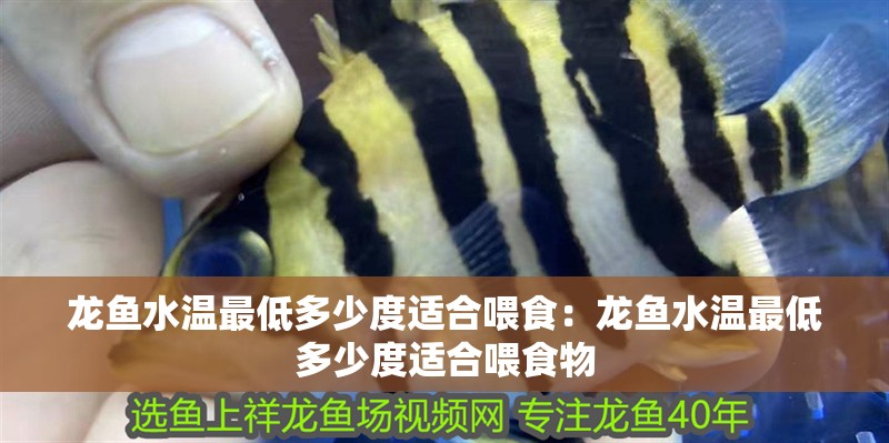 龍魚水溫最低多少度適合喂食：龍魚水溫最低多少度適合喂食物