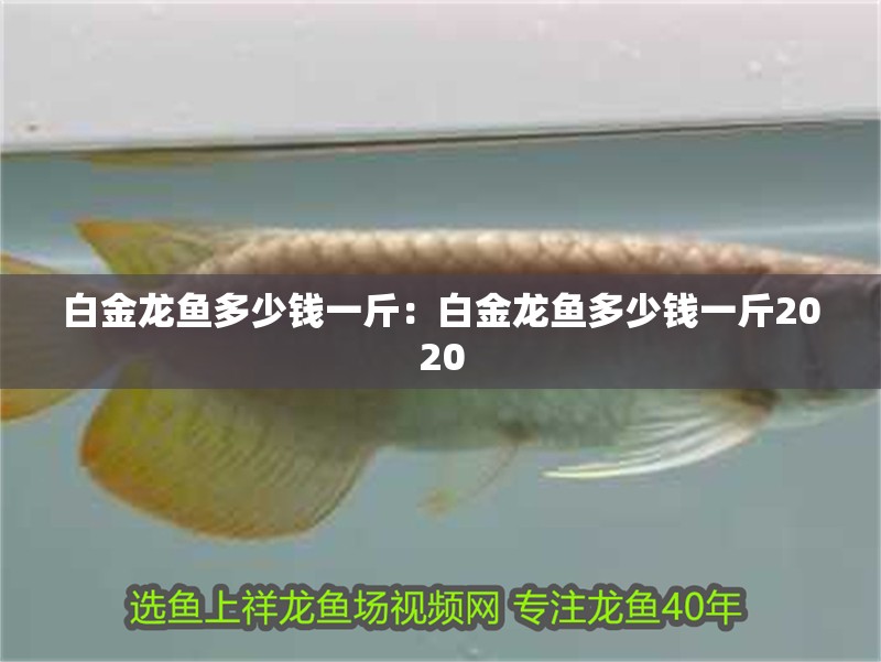白金龍魚多少錢一斤：白金龍魚多少錢一斤2020