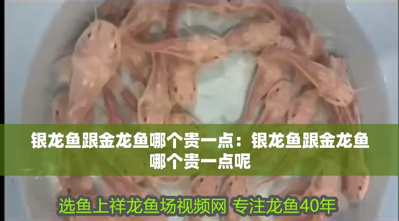 銀龍魚跟金龍魚哪個貴一點：銀龍魚跟金龍魚哪個貴一點呢