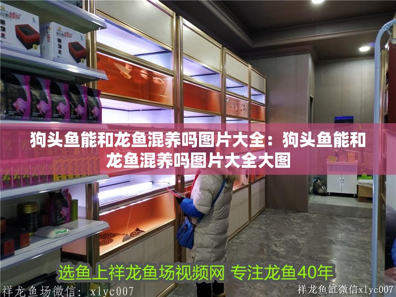 狗頭魚能和龍魚混養嗎圖片大全：狗頭魚能和龍魚混養嗎圖片大全大圖