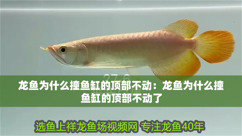 龍魚為什么撞魚缸的頂部不動：龍魚為什么撞魚缸的頂部不動了