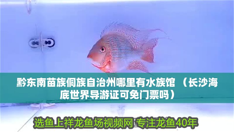 黔東南苗族侗族自治州哪里有水族館 （長沙海底世界導(dǎo)游證可免門票嗎）