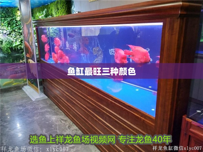 魚缸最旺三種顏色