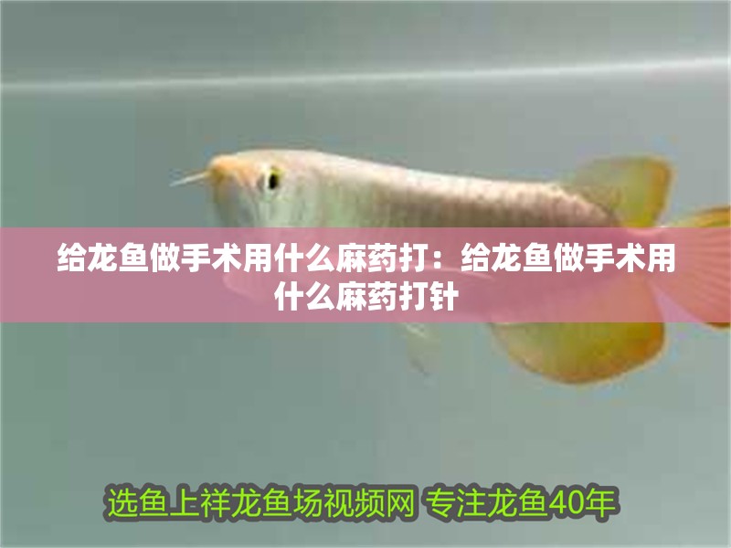 給龍魚做手術用什么麻藥打：給龍魚做手術用什么麻藥打針