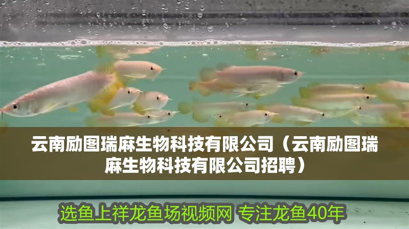 云南勵圖瑞麻生物科技有限公司（云南勵圖瑞麻生物科技有限公司招聘）