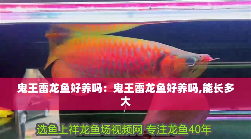 鬼王雷龍魚好養嗎：鬼王雷龍魚好養嗎,能長多大