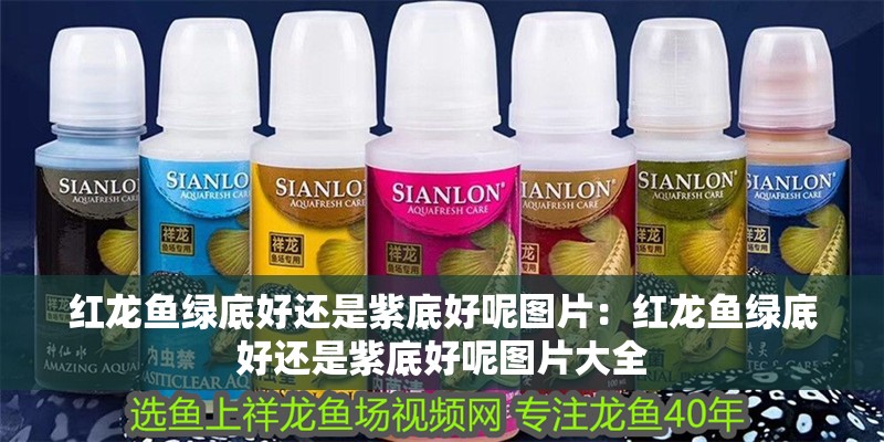 紅龍魚綠底好還是紫底好呢圖片：紅龍魚綠底好還是紫底好呢圖片大全