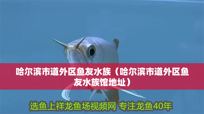 哈爾濱市道外區魚友水族（哈爾濱市道外區魚友水族館地址）