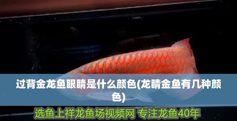 過背金龍魚眼睛是什么顏色(龍睛金魚有幾種顏色)