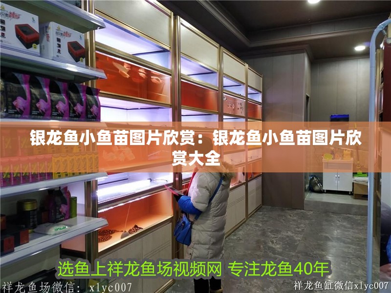 銀龍魚小魚苗圖片欣賞：銀龍魚小魚苗圖片欣賞大全