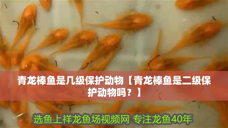 青龍棒魚是幾級保護動物【青龍棒魚是二級保護動物嗎？】
