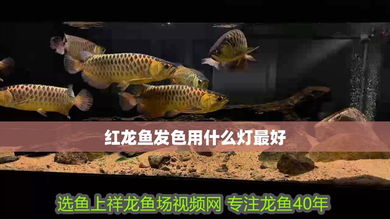 紅龍魚發色用什么燈最好