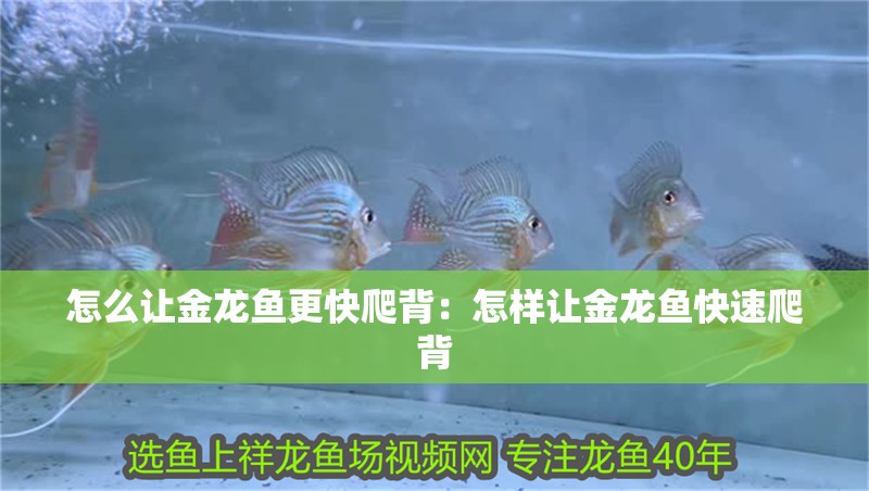 怎么讓金龍魚更快爬背：怎樣讓金龍魚快速爬背