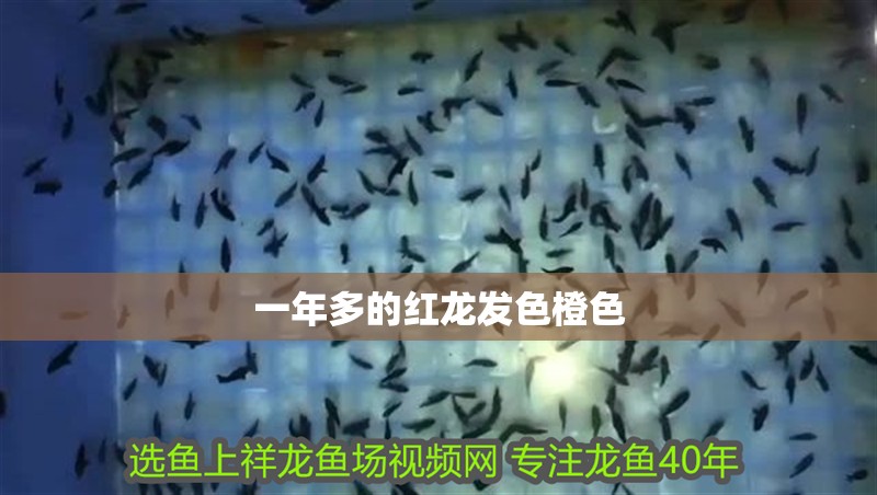 一年多的紅龍發色橙色