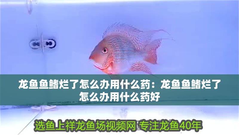 龍魚魚鰭爛了怎么辦用什么藥：龍魚魚鰭爛了怎么辦用什么藥好