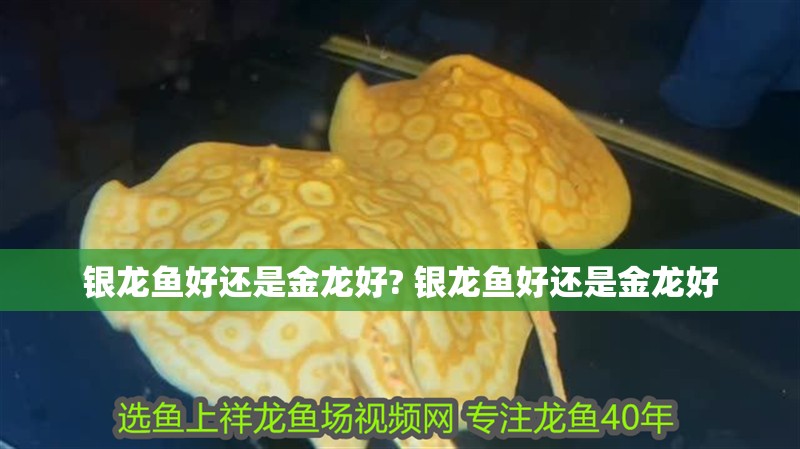 銀龍魚好還是金龍好? 銀龍魚好還是金龍好