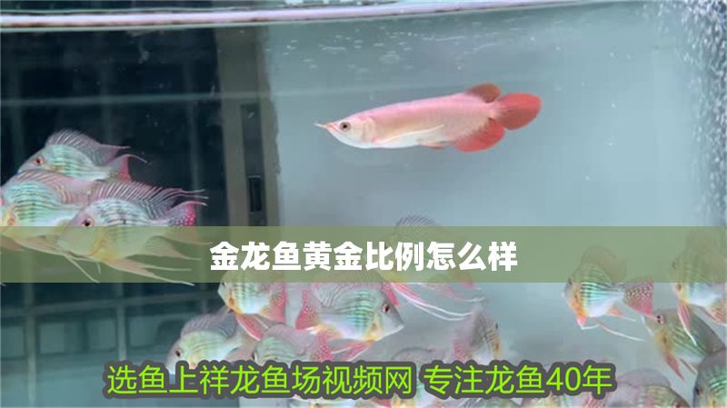 金龍魚黃金比例怎么樣 金龍魚黃金比例怎么樣 龍魚百科 第2張