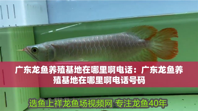 廣東龍魚養殖基地在哪里啊電話：廣東龍魚養殖基地在哪里啊電話號碼