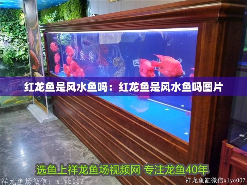 紅龍魚是風水魚嗎：紅龍魚是風水魚嗎圖片