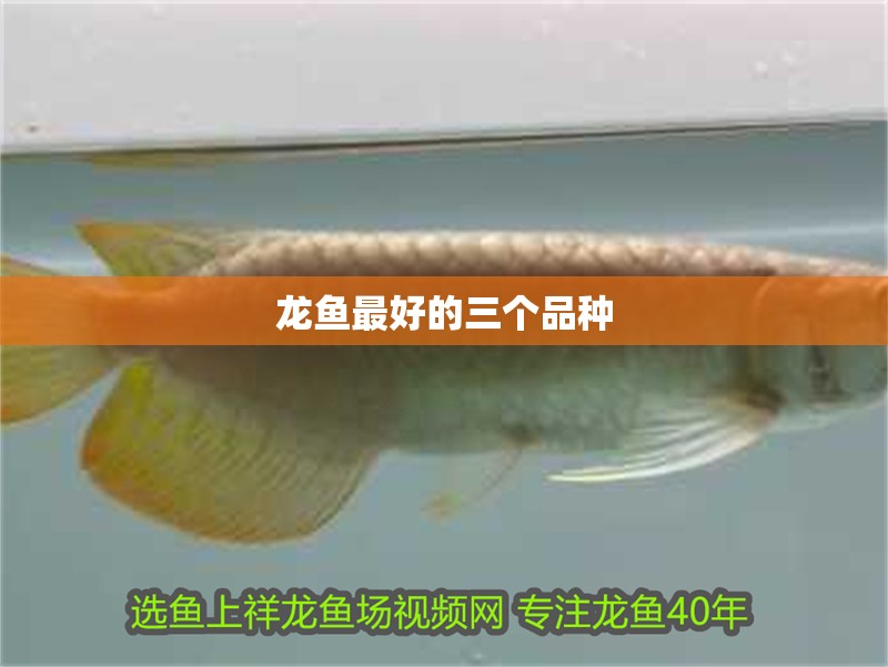 龍魚最好的三個(gè)品種 龍魚最好的三個(gè)品種 龍魚百科 第1張