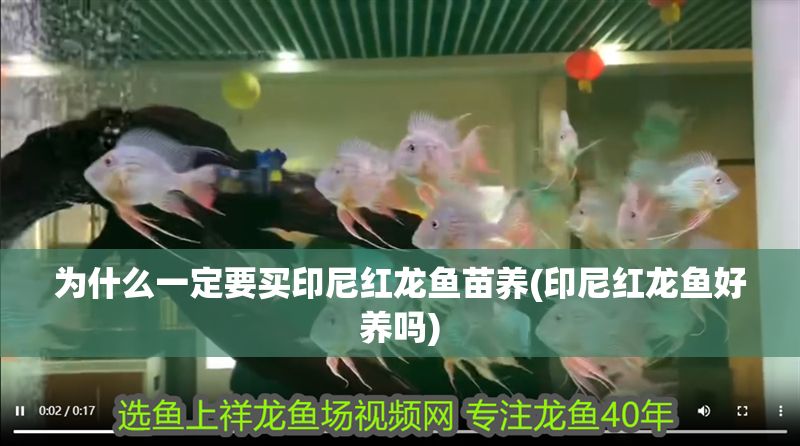 為什么一定要買印尼紅龍魚苗養(印尼紅龍魚好養嗎)