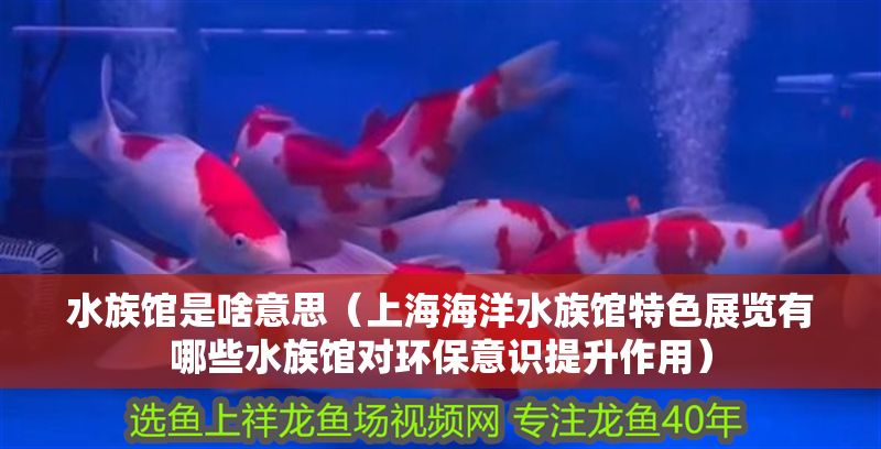 水族館是啥意思（上海海洋水族館特色展覽有哪些水族館對環(huán)保意識提升作用）