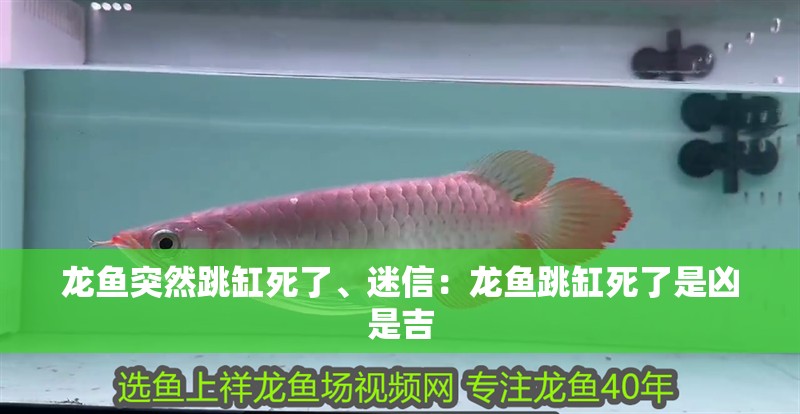 龍魚突然跳缸死了、迷信：龍魚跳缸死了是兇是吉