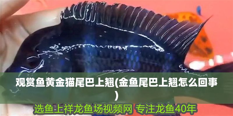 觀賞魚黃金貓尾巴上翹(金魚尾巴上翹怎么回事)